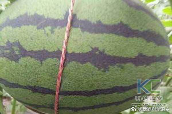 無土栽培，無土栽培技術(shù)，無土栽培設(shè)備