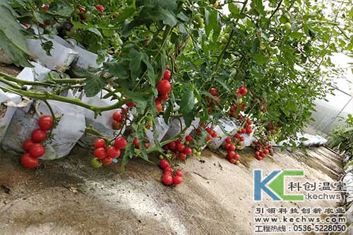 無(wú)土栽培，無(wú)土栽培技術(shù)