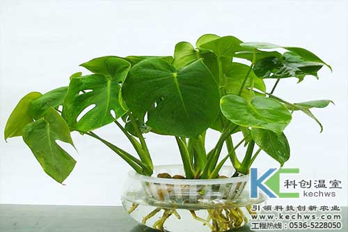 無(wú)土栽培，無(wú)土栽培技術(shù)，無(wú)土栽培設(shè)備